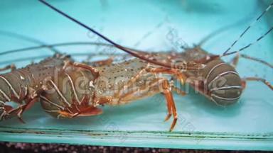 水族馆里的龙虾在亚洲的夜市上，街头美食，美食和餐馆，异国风味的食物